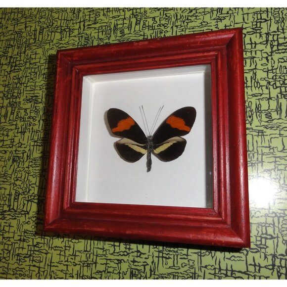 Vintage Framed Postman Butterfly oddity curiosity entomology insect wall hanging - Picture 4 of 10